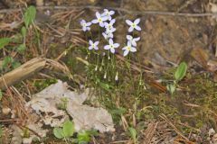 Azure Bluets, Hedyotis caerulea