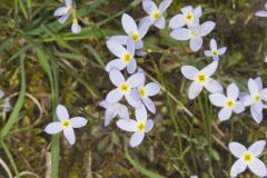 Azure Bluets, Hedyotis caerulea