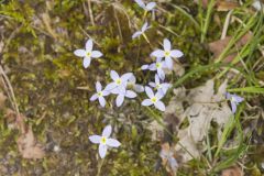 Azure Bluets, Hedyotis caerulea