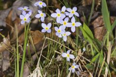 Azure Bluets, Hedyotis caerulea