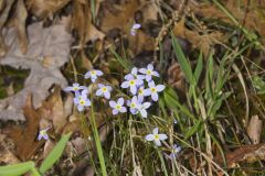 Azure Bluets, Hedyotis caerulea