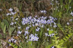 Azure Bluets, Hedyotis caerulea