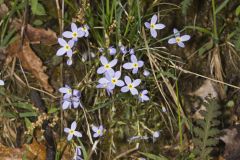 Azure Bluets, Hedyotis caerulea