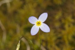 Azure Bluets, Hedyotis caerulea