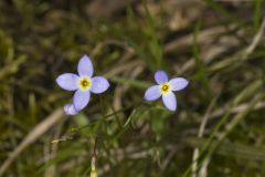 Azure Bluets, Hedyotis caerulea