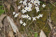 Azure Bluets, Hedyotis caerulea