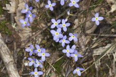 Azure Bluets, Hedyotis caerulea