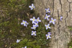 Azure Bluets, Hedyotis caerulea