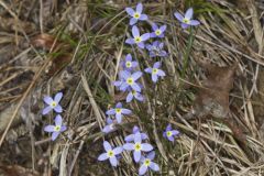 Azure Bluets, Hedyotis caerulea