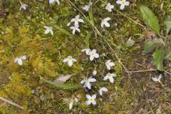 Azure Bluets, Hedyotis caerulea