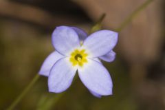 Azure Bluets, Hedyotis caerulea