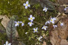 Azure Bluets, Hedyotis caerulea