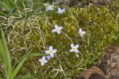 Azure Bluets, Hedyotis caerulea