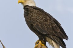 Bald Eagle, Haliaeetus leucocephalus