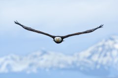 Bald Eagle, Haliaeetus leucocephalus