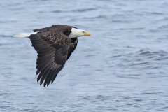 Bald Eagle, Haliaeetus leucocephalus