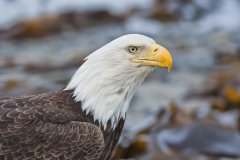 Bald Eagle, Haliaeetus leucocephalus