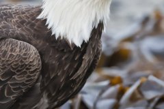 Bald Eagle, Haliaeetus leucocephalus