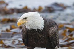 Bald Eagle, Haliaeetus leucocephalus