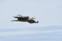 Bald Eagle, Haliaeetus leucocephalus