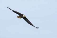 Bald Eagle, Haliaeetus leucocephalus