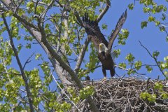 Bald Eagle, Haliaeetus leucocephalus