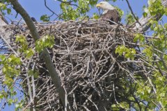 Bald Eagle, Haliaeetus leucocephalus