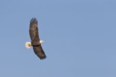 Bald Eagle, Haliaeetus leucocephalus