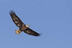 Bald Eagle, Haliaeetus leucocephalus