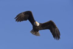 Bald Eagle, Haliaeetus leucocephalus