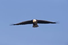 Bald Eagle, Haliaeetus leucocephalus