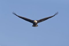 Bald Eagle, Haliaeetus leucocephalus