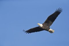 Bald Eagle, Haliaeetus leucocephalus