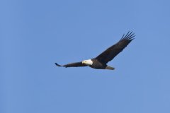 Bald Eagle, Haliaeetus leucocephalus