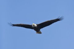 Bald Eagle, Haliaeetus leucocephalus