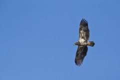 Bald Eagle, Haliaeetus leucocephalus