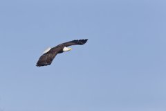 Bald Eagle, Haliaeetus leucocephalus