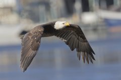 Bald Eagle, Haliaeetus leucocephalus