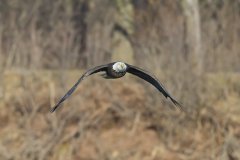 Bald Eagle, Haliaeetus leucocephalus