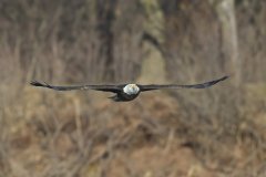 Bald Eagle, Haliaeetus leucocephalus