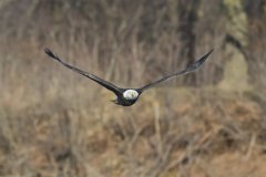 Bald Eagle, Haliaeetus leucocephalus