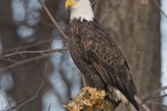 Bald Eagle, Haliaeetus leucocephalus