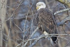 Bald Eagle, Haliaeetus leucocephalus