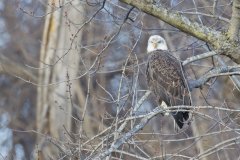 Bald Eagle, Haliaeetus leucocephalus