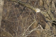 Bald Eagle, Haliaeetus leucocephalus