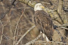 Bald Eagle, Haliaeetus leucocephalus