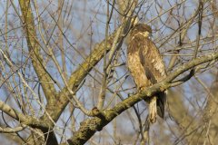 Bald Eagle, Haliaeetus leucocephalus