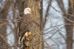 Bald Eagle, Haliaeetus leucocephalus