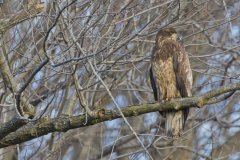 Bald Eagle, Haliaeetus leucocephalus