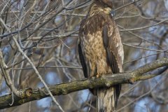 Bald Eagle, Haliaeetus leucocephalus